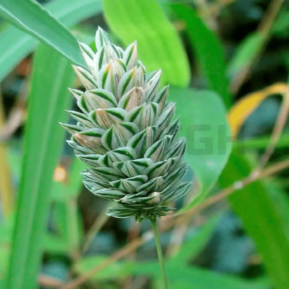 Kanariegras ( Phalaris Arundinacea) - 5 gram