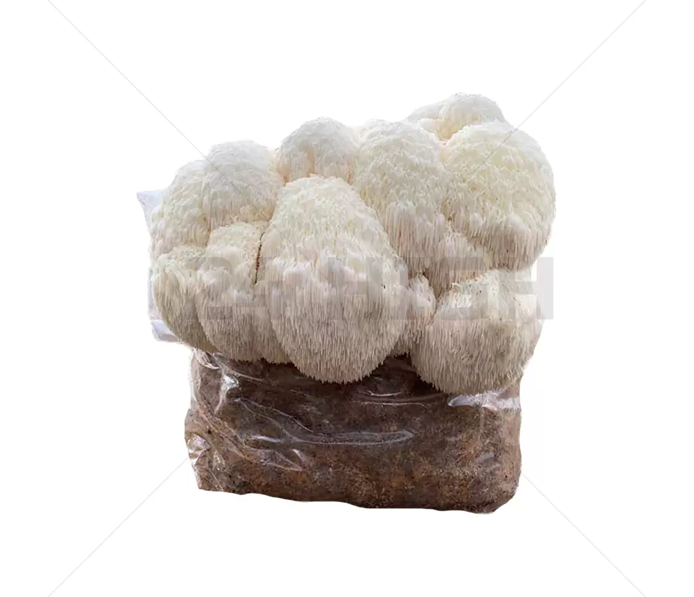 Lion’s Mane Mushroom  Growkit XL