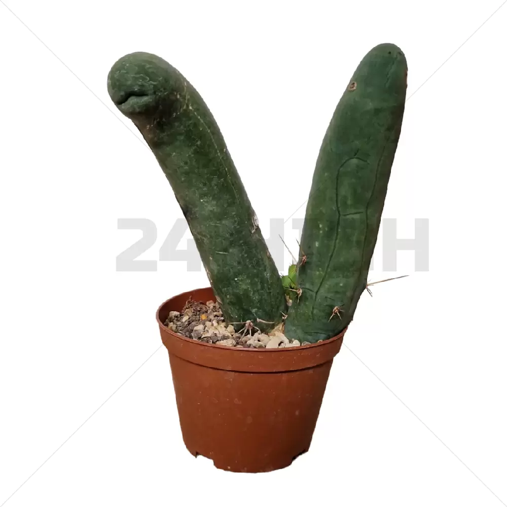 Trichocereus Bridgesii Monstrose in pot (Penis Plant)