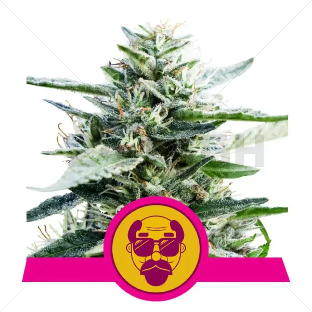 Granddaddy Purple Feminized (RQS)