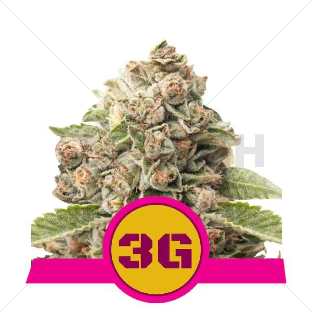 Triple G Feminised - Royal Queen Seeds - 3 Zaden 