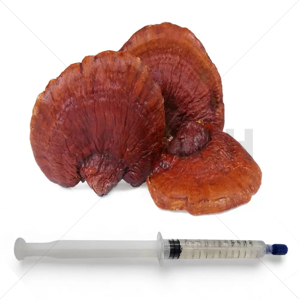 Red Reishi (Ganoderma lucidum) Liquid Culture Spuit - 20 ML