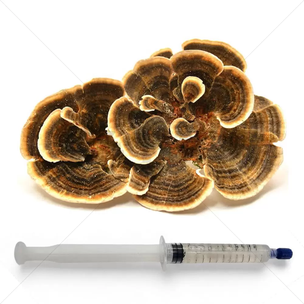 Turkey tail (Trametes versicolor) Liquid Culture Spuit - 20 ML