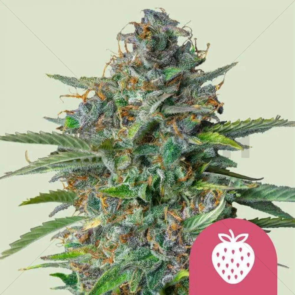 Strawberry Cough (RQ)