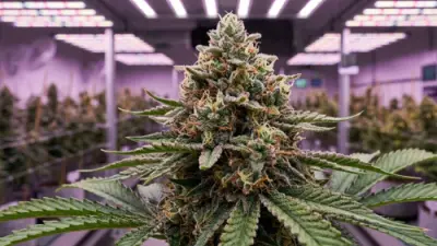 Cannabis in de bloeifase: 12/12 lichtcyclus, bloeistadia, tips en veelvoorkomende problemen